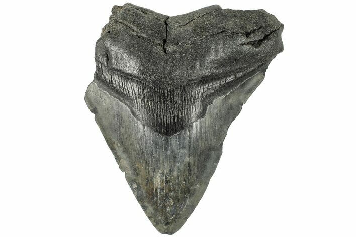 Partial Megalodon Tooth #189904